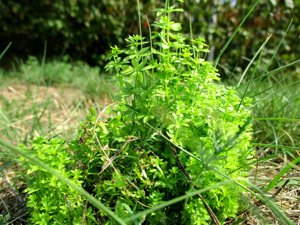 Wiesen-Labkraut (Galium mollugo) am Osthafen Saarbrüücken