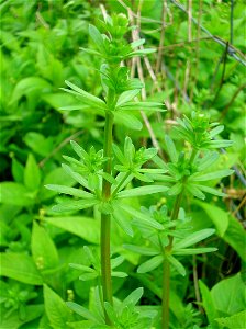 Upright Hedge Bedstraw in early spring. Galium album. Eglinton, North Ayrshire, Scotland.