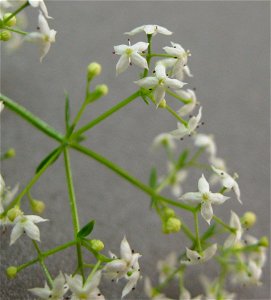 Blüten Wiesen-Labkraut (Galium mollugo)