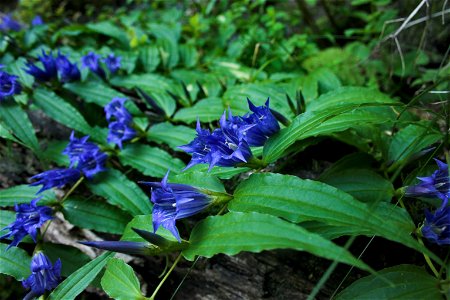 Gentiana asclepiadea from Maramureş mountains. photo