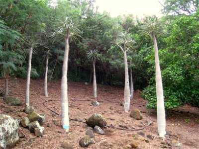 Pachypodium geayi in the Koko Crater Botanical Garden, Honolulu, Hawaii, USA.