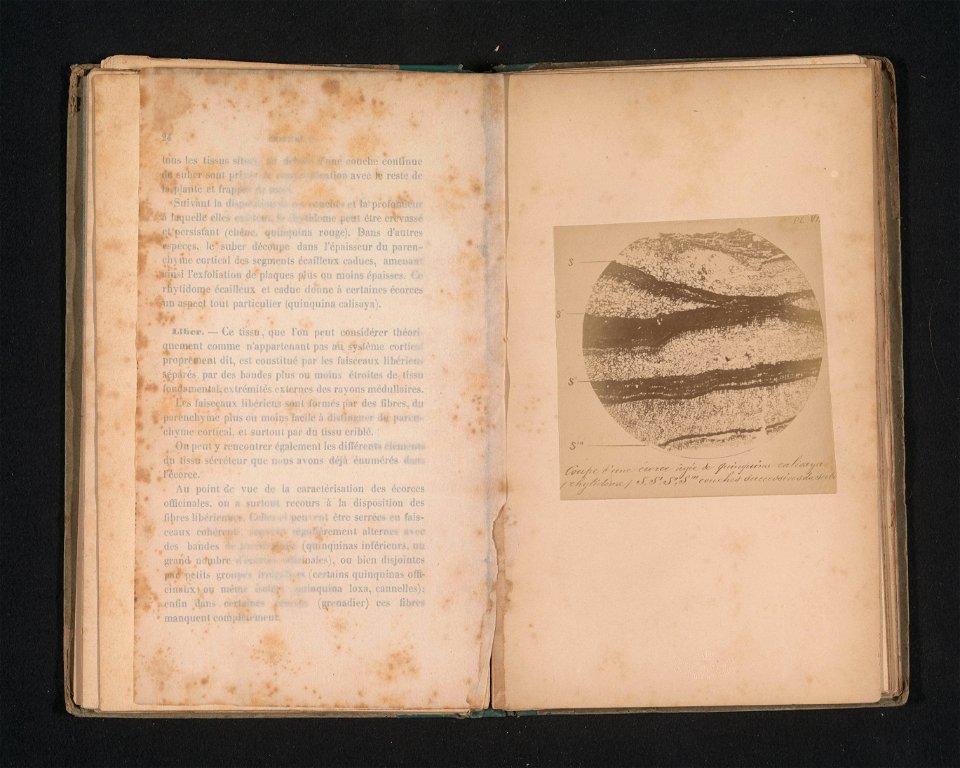 IdentificatieTitel(s): Dwarsdoorsnede van de oude schors van cinchona calisayaObjecttype: foto bladzijde Objectnummer: RP-F-2001-7-1350-7VervaardigingVervaardiger: fotograaf: anoniemDatering: ca. 1883