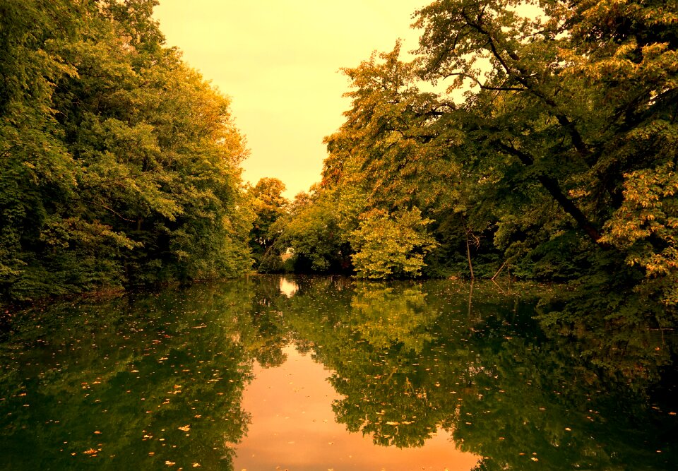 Summer landscape forest