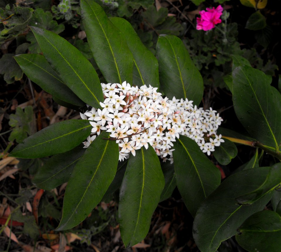 Flowers of a Dune Poison-bush at the Quail Botanical Gardens in Encinitas, California, USA. It naturally occurs from the Eastern Cape to KwaZulu-Natal coastline, South Africa. The leaves have indistin
