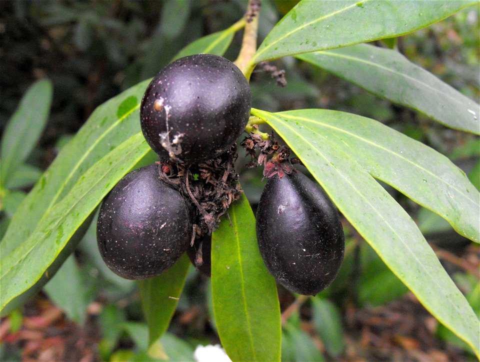 Ripe fruit of a Dune Poison-bush at the Quail Botanical Gardens in Encinitas, California, USA. It naturally occurs from the Eastern Cape to KwaZulu-Natal coastline, South Africa. The leaves have indis