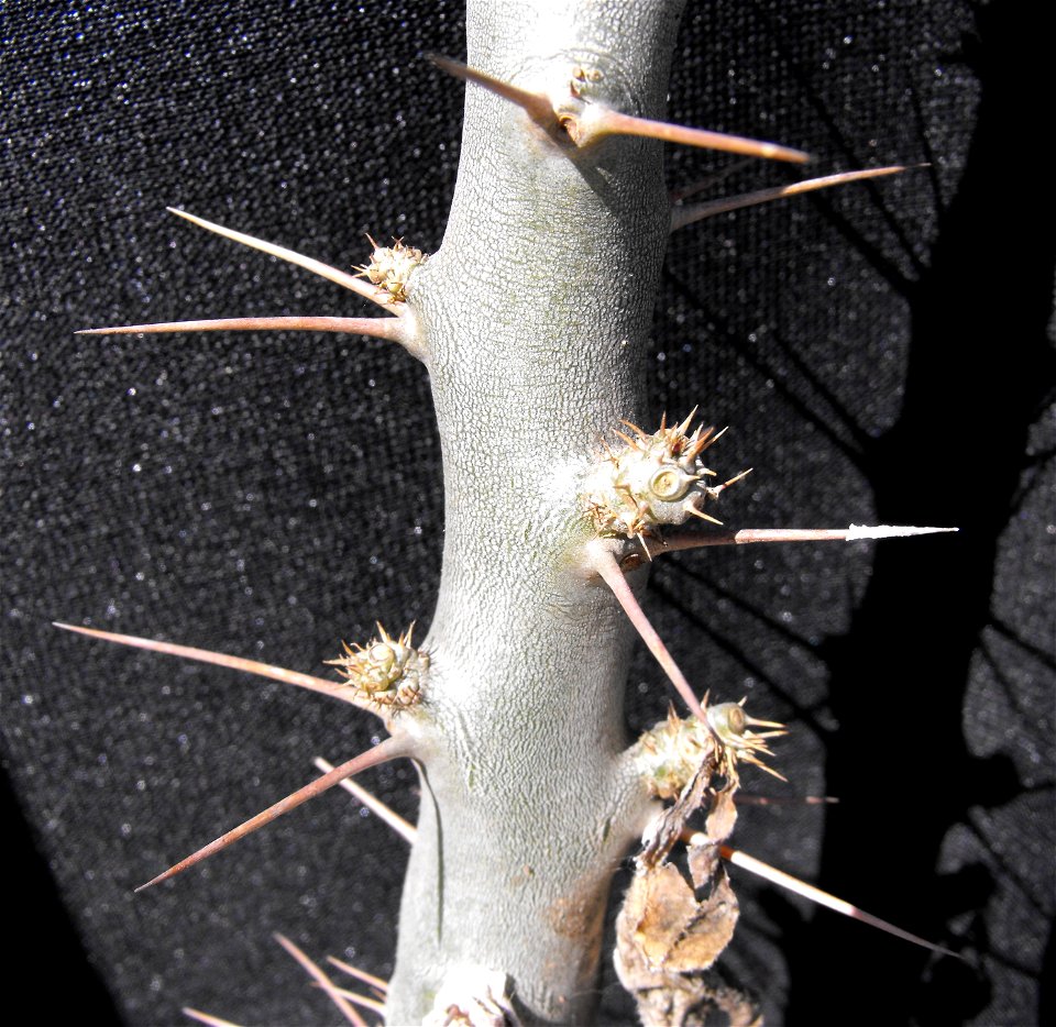 Pachypodium saundersii at the San Diego Home & Garden Show, Del Mar, California, USA. Identified by exhibitor's sign.