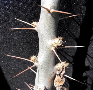 Pachypodium saundersii at the San Diego Home & Garden Show, Del Mar, California, USA. Identified by exhibitor's sign.