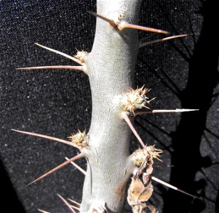 Pachypodium saundersii at the San Diego Home & Garden Show, Del Mar, California, USA. Identified by exhibitor's sign. photo