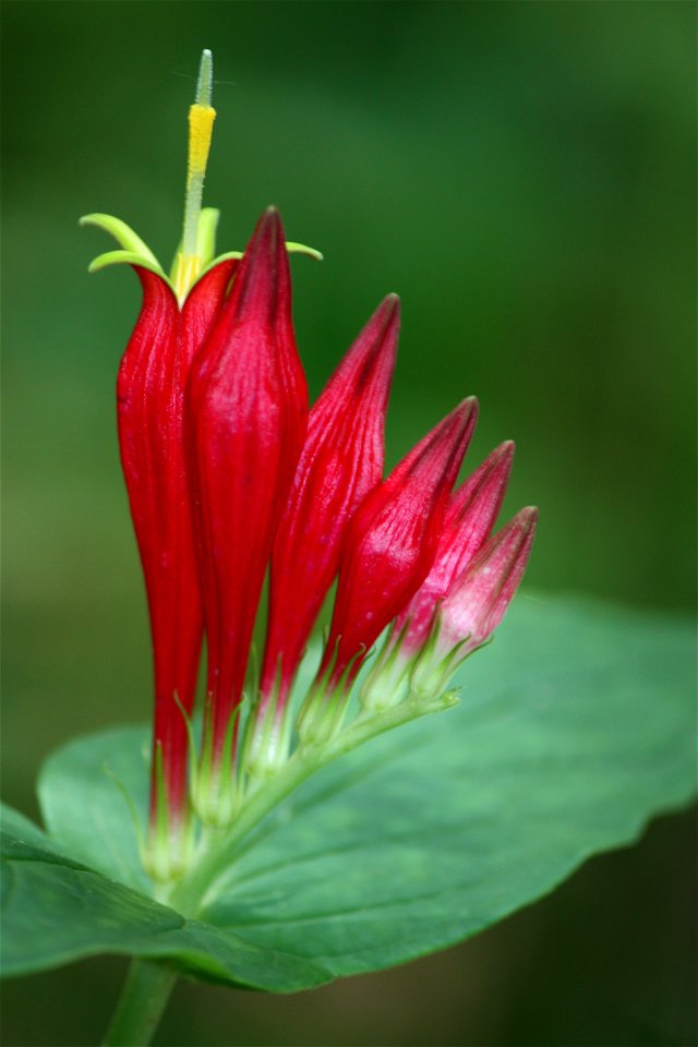 Spigelia marilandica (woodland pinkroot) flowers seen in Red Clay State Park, TN.