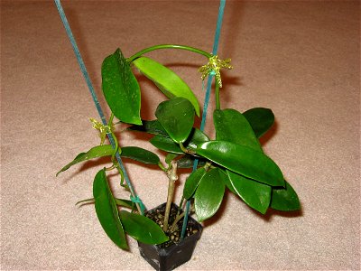 This is a picture of a hoya meliflua.