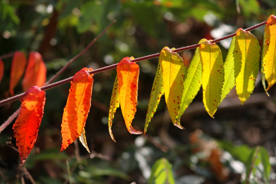 Coloring leaves autumn