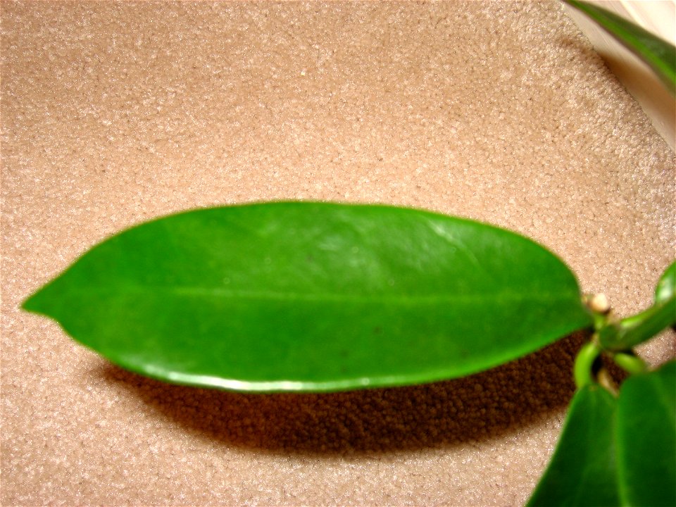This is a close-up of a leaf of hoya meliflua.