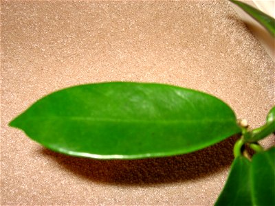 This is a close-up of a leaf of hoya meliflua.