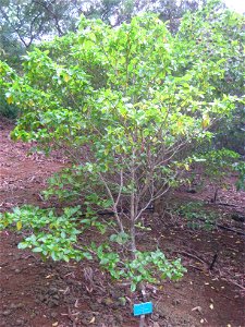 Gardenia brighamii in the Koko Crater Botanical Garden, Honolulu, Hawaii, USA.
