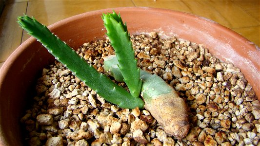 A picture of Stapelia flavopurpurea.