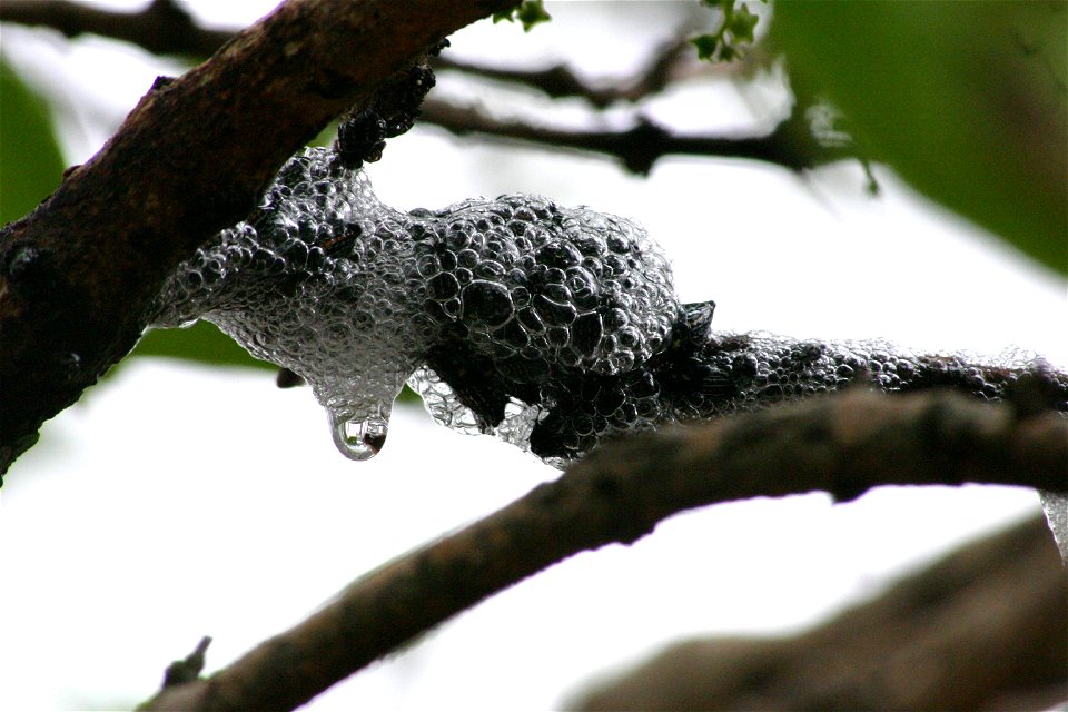 Froth produced by spittlebugs developing on Vangueria infausta - Johannesburg garden