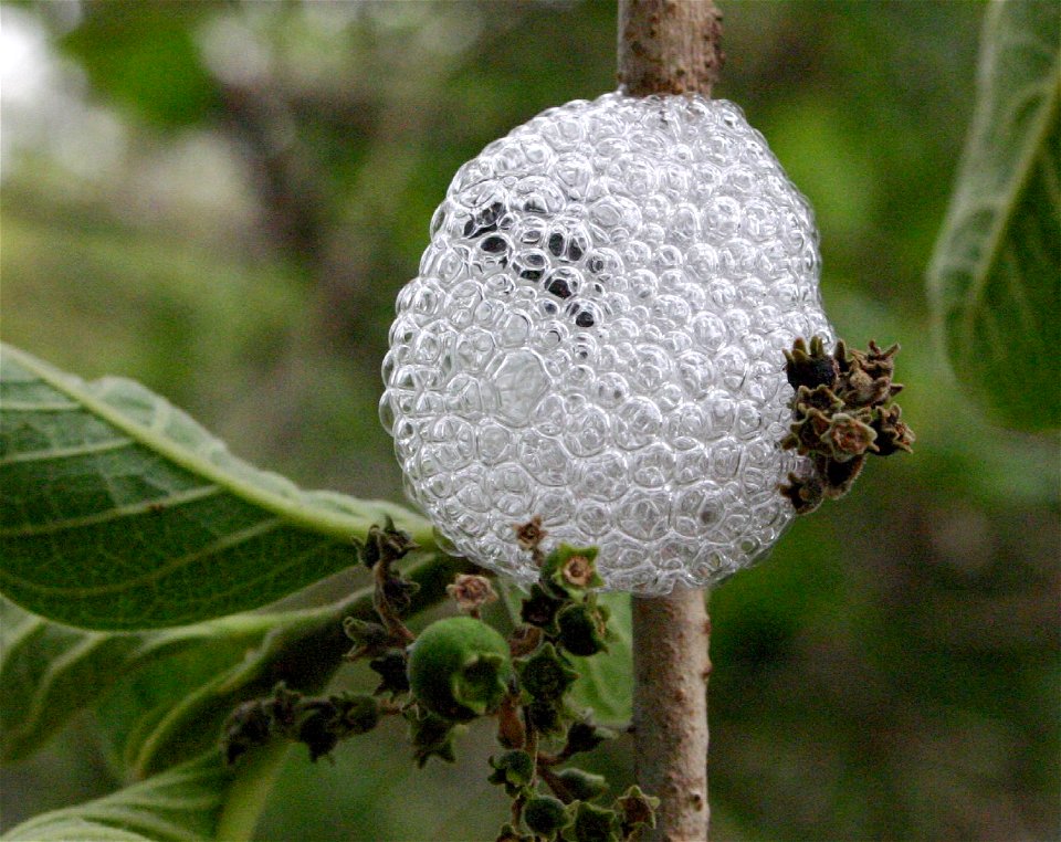 Protective foam around nymph of Ptyelus grossus (Fabricius, 1781), Johannesburg, South Africa, feeding on Vangueria infausta