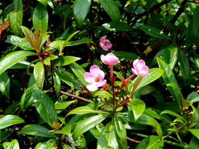 Plant specimen in the Kunming Botanical Garden, Kunming, Yunnan, China.