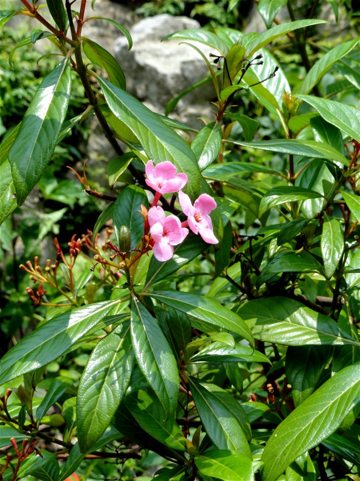 Plant specimen in the Kunming Botanical Garden, Kunming, Yunnan, China.