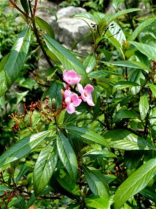 Plant specimen in the Kunming Botanical Garden, Kunming, Yunnan, China.