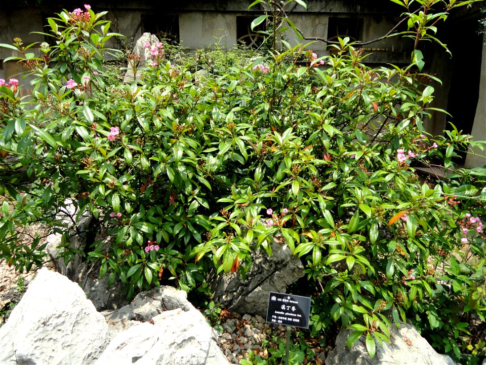 Plant specimen in the Kunming Botanical Garden, Kunming, Yunnan, China.