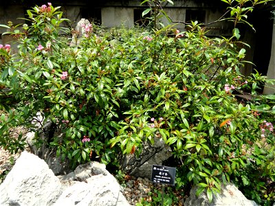 Plant specimen in the Kunming Botanical Garden, Kunming, Yunnan, China. photo