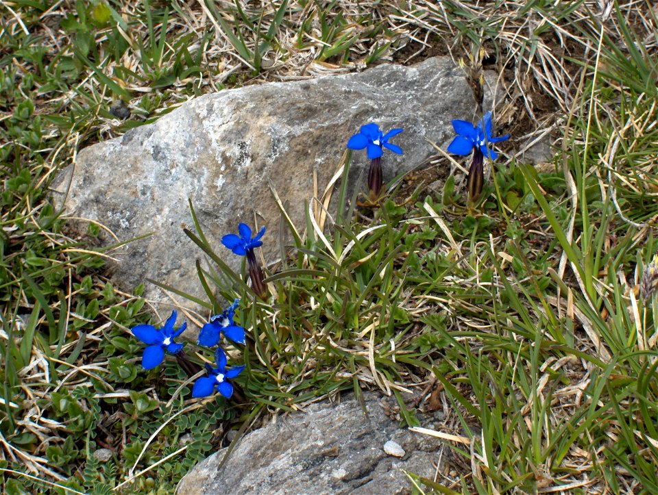 Gentiana verna Laurenti photo