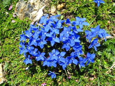 Spring gentians (Gentiana verna) in the Gries Pass, European Alps, Italy.  Photograph by Tim Bekaert.