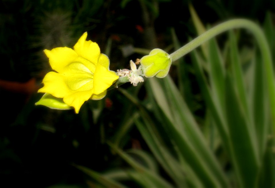 Pachypodium rosulatum flower, in the Tower Hill Botanic Garden, Boylston, Massachusetts, USA.