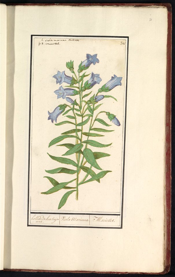 IdentificatieTitel(s): Klokjesgentiaan (Gentiana pneumonanthe)hollandschen beijaert. / Viola Mariana Marielles. (titel op object)Objecttype: tekening Objectnummer: RP-T-BR-2017-1-11-21Omschrijving: Kl