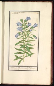 IdentificatieTitel(s): Klokjesgentiaan (Gentiana pneumonanthe)hollandschen beijaert. / Viola Mariana Marielles. (titel op object)Objecttype: tekening Objectnummer: RP-T-BR-2017-1-11-21Omschrijving: Kl
