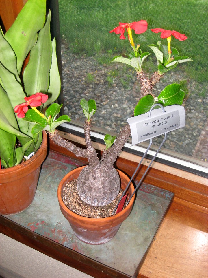 Pachypodium baronii, in the Tower Hill Botanic Garden, Boylston, Massachusetts, USA.