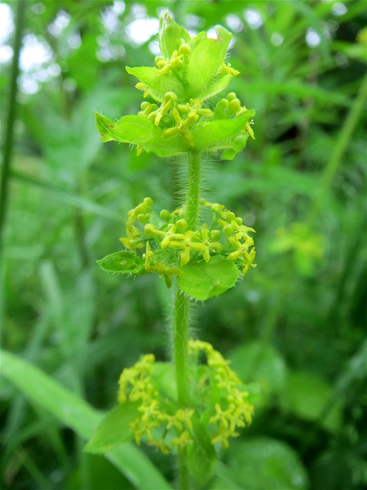 Gewimpertes Kreuzlabkraut (Cruciata laevipes) an der Saaraue Güdingen