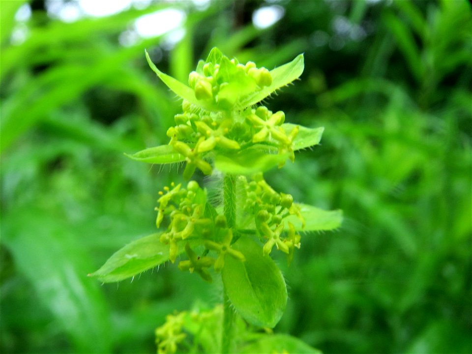 Gewimpertes Kreuzlabkraut (Cruciata laevipes) an der Saaraue Güdingen