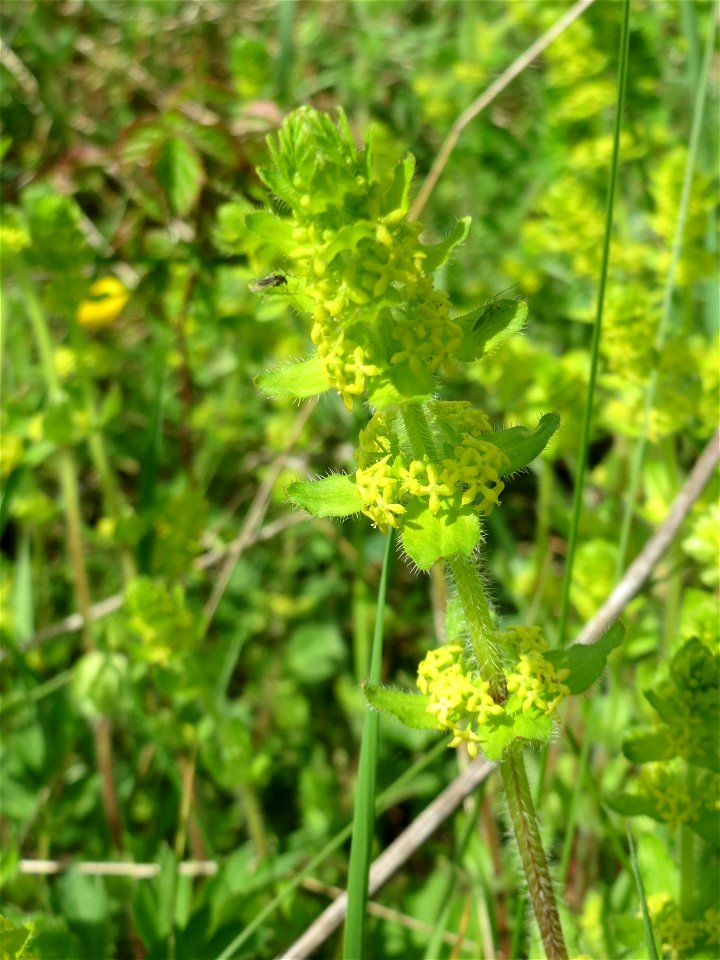 Gewimpertes Kreuzlabkraut (Cruciata laevipes) am Osthafen Saarbrücken