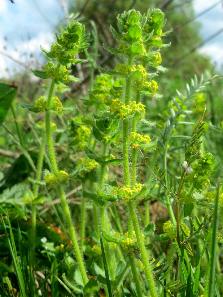 Gewimpertes Kreuzlabkraut (Cruciata laevipes) am Osthafen Saarbrücken