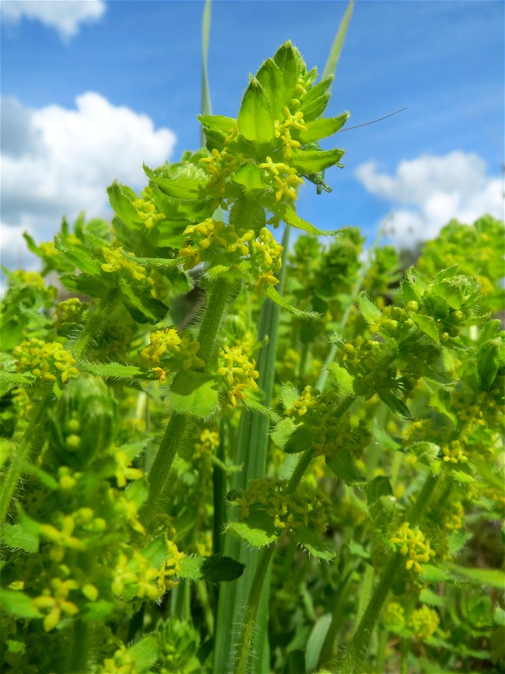 Gewimpertes Kreuzlabkraut (Cruciata laevipes) am Osthafen Saarbrücken