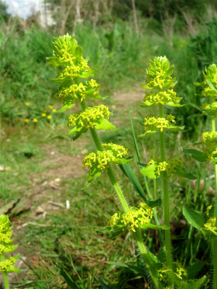 Gewimpertes Kreuzlabkraut (Cruciata laevipes) am Osthafen Saarbrücken