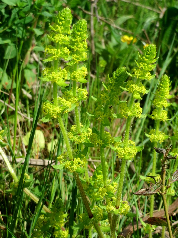 Gewimpertes Kreuzlabkraut (Cruciata laevipes) am Osthafen Saarbrücken
