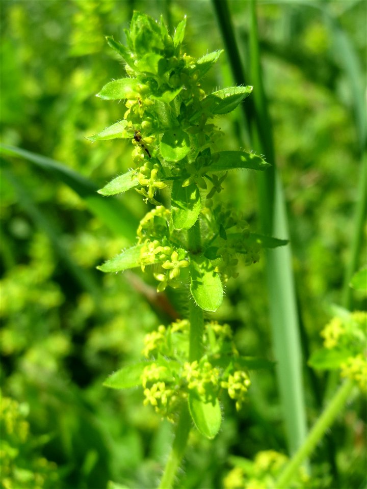 Gewimpertes Kreuzlabkraut (Cruciata laevipes) an der Saar in Saarbrücken