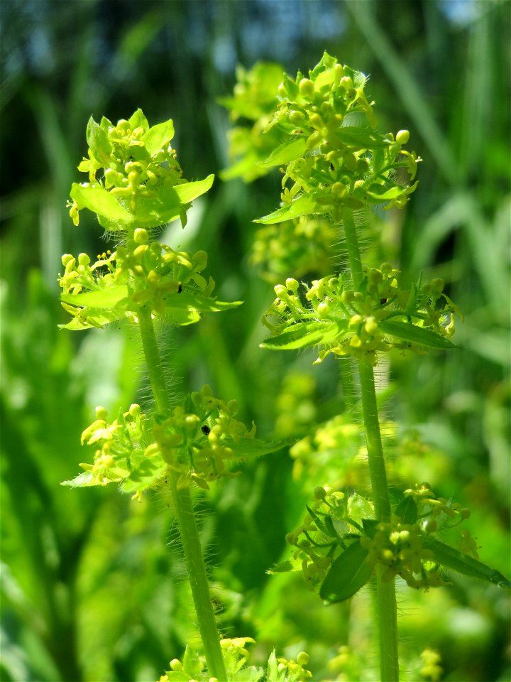 Gewimpertes Kreuzlabkraut (Cruciata laevipes) an der Saar in Saarbrücken