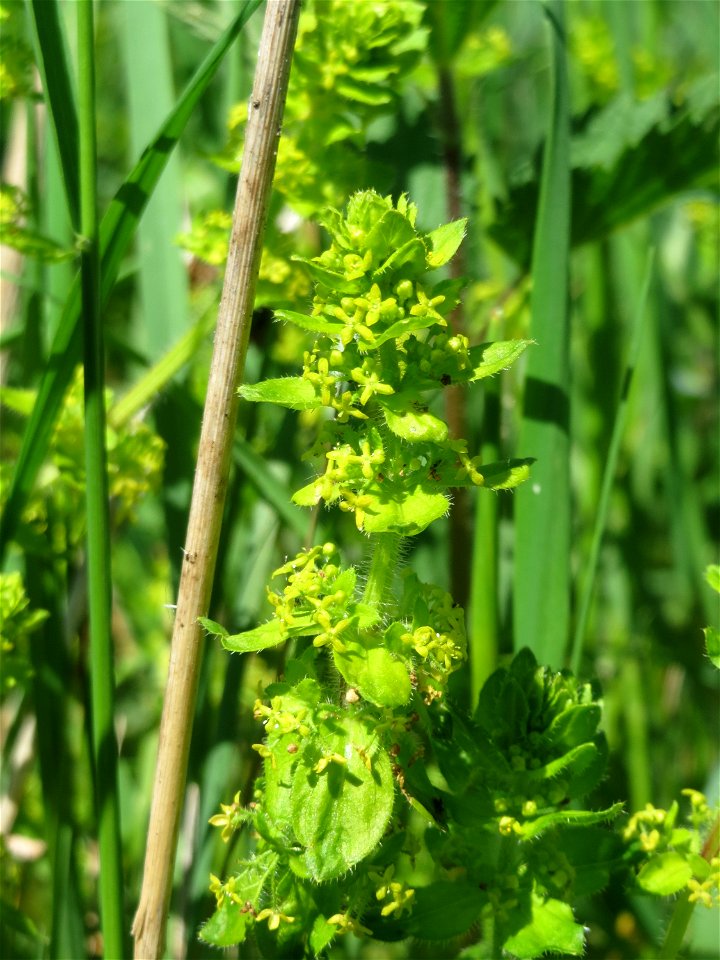 Gewimpertes Kreuzlabkraut (Cruciata laevipes) im Naturschutzgebiet „St. Arnualer Wiesen“