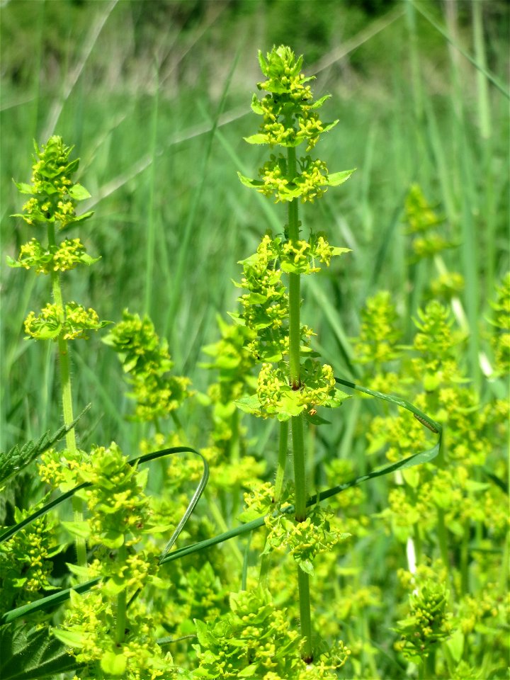 Gewimpertes Kreuzlabkraut (Cruciata laevipes) im Naturschutzgebiet „St. Arnualer Wiesen“