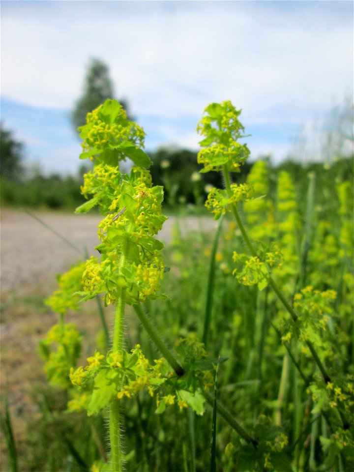 Gewimpertes Kreuzlabkraut (Cruciata laevipes) am Osthafen Saarbrücken