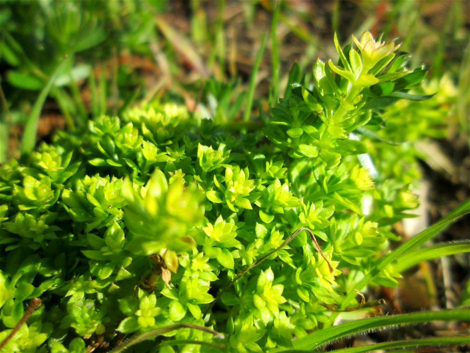 Gewimpertes Kreuzlabkraut (Cruciata laevipes) am Osthafen Saarbrücken photo