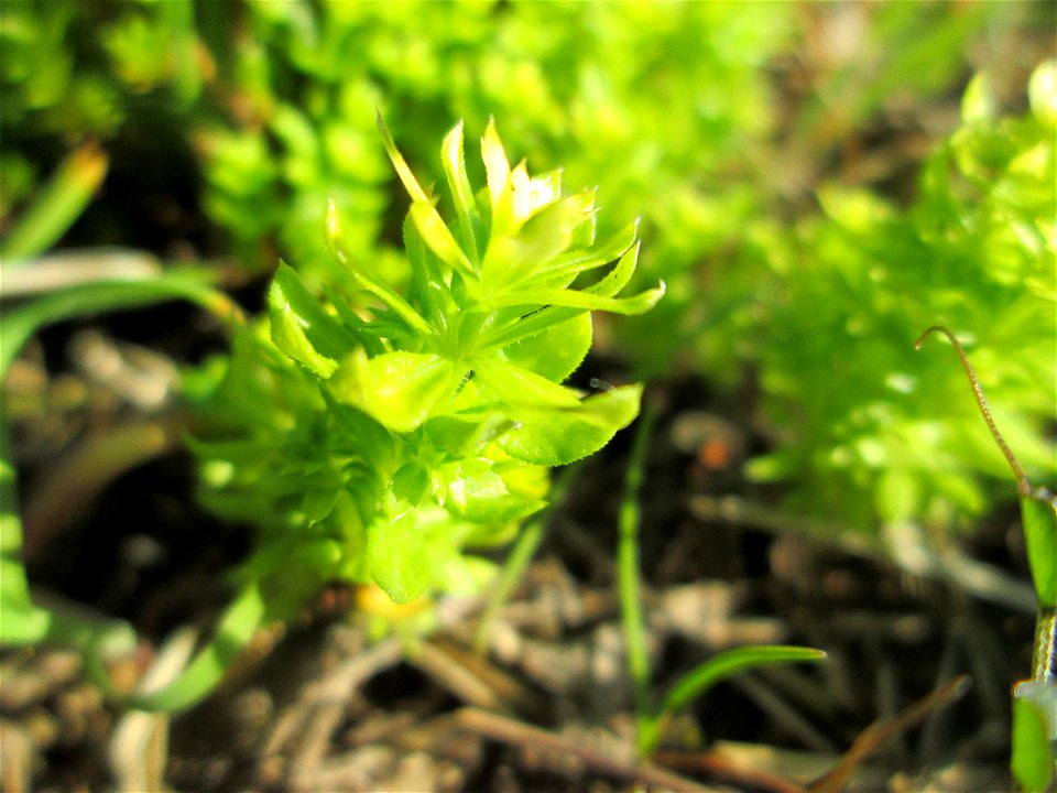 Gewimpertes Kreuzlabkraut (Cruciata laevipes) am Osthafen Saarbrücken
