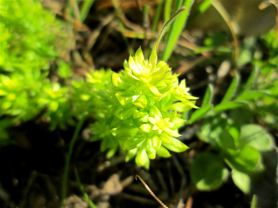 Gewimpertes Kreuzlabkraut (Cruciata laevipes) am Osthafen Saarbrücken