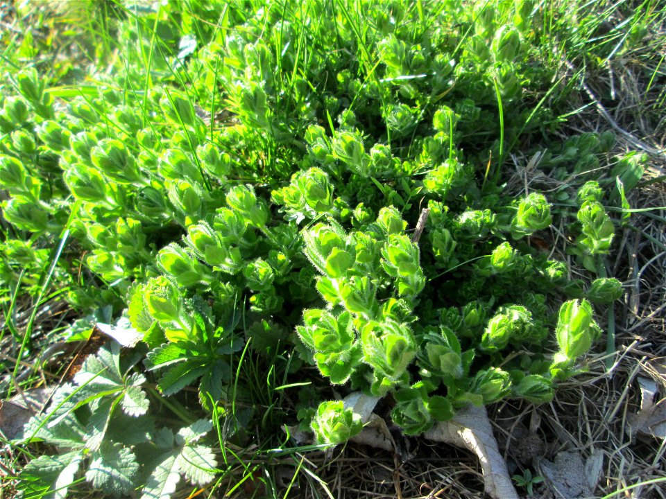 ganz junges Gewimpertes Kreuzlabkraut (Cruciata laevipes) am Osthafen Saarbrücken photo