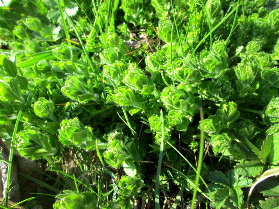 Gewimpertes Kreuzlabkraut (Cruciata laevipes) am Osthafen Saarbrücken