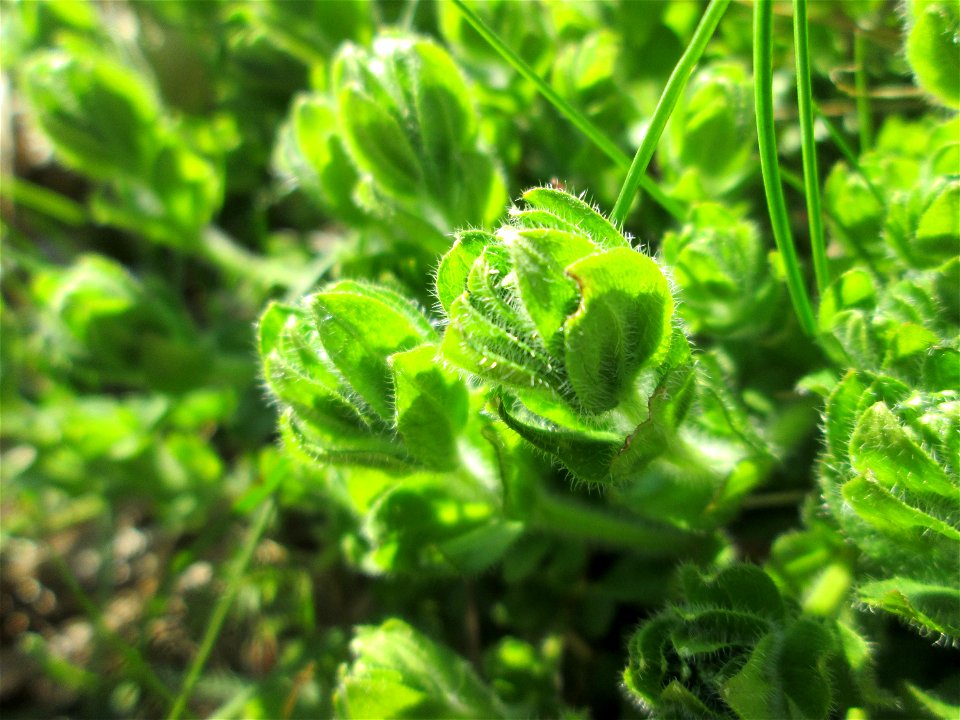 ganz junges Gewimpertes Kreuzlabkraut (Cruciata laevipes) am Osthafen Saarbrücken